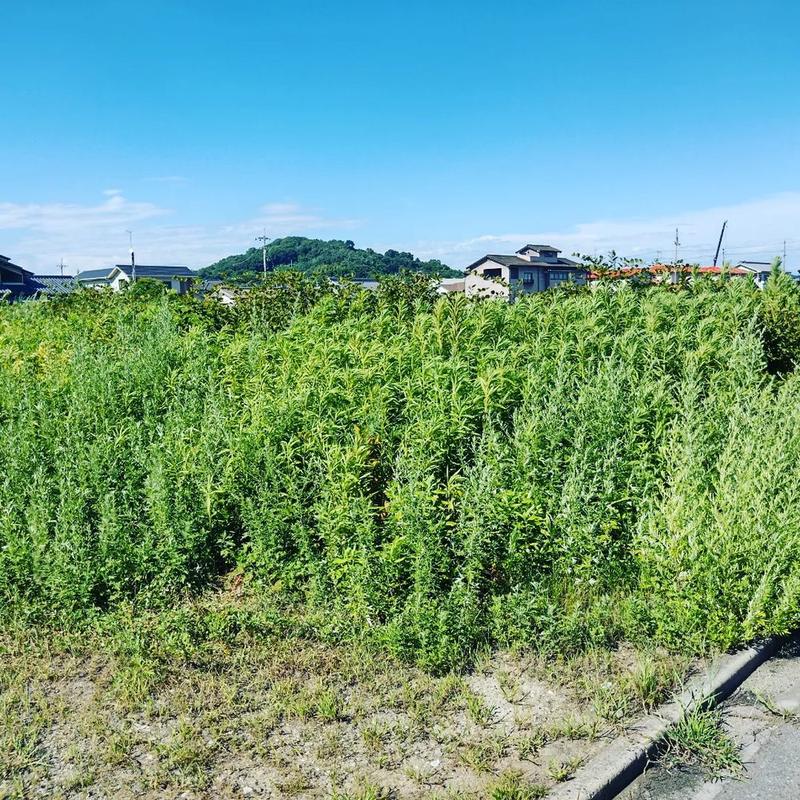 新居浜市・住宅地の空き地の作業前。背丈を超える雑草が一面に生い茂っている